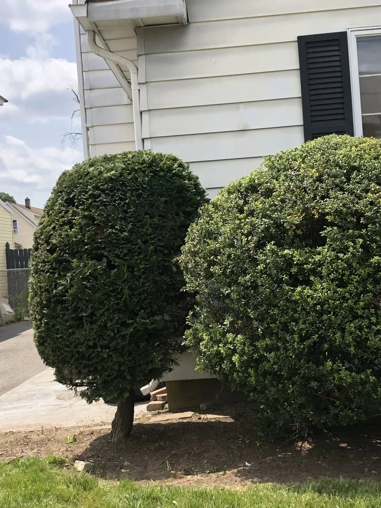 Affordable yard cleanup service in Trenton, NJ by Lands Keeping Chan