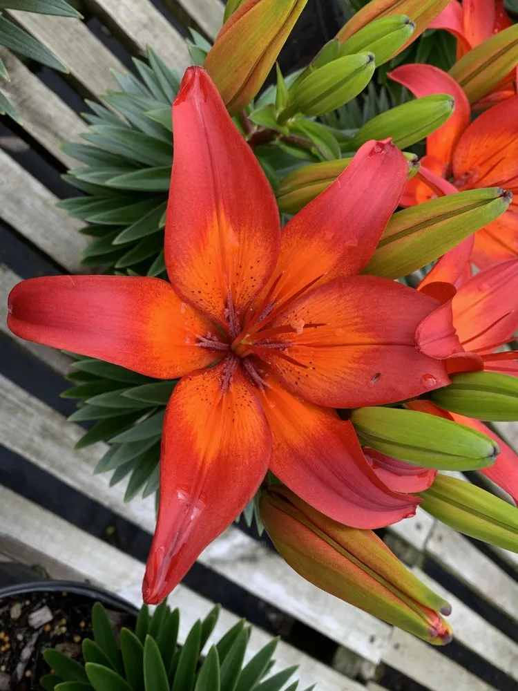 Professional lawn care service in Brainerd, MN by Landsburg Landscape Nursery