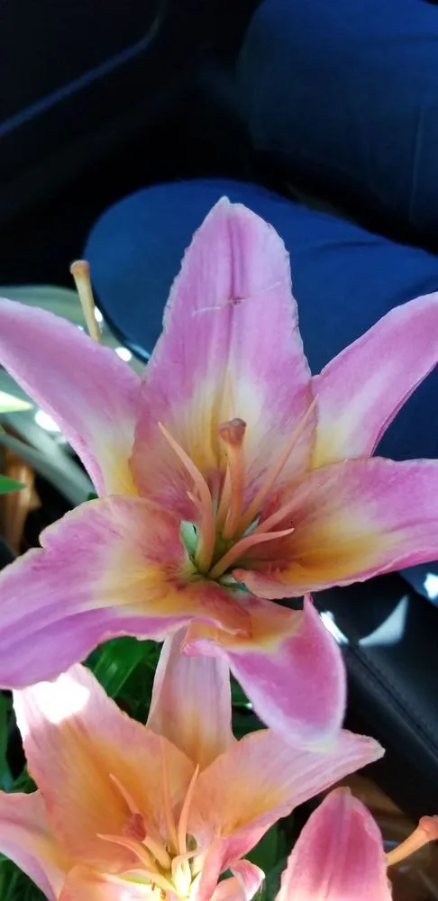 Affordable landscape installation for homes in Brainerd, MN by Landsburg Landscape Nursery