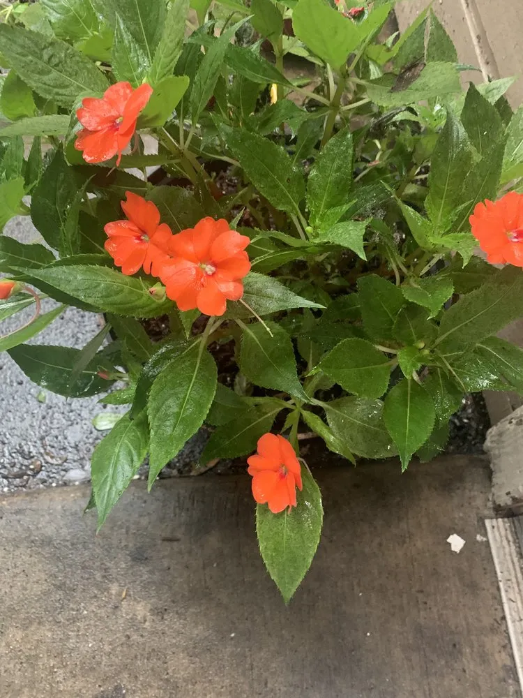 Professional landscape installation for beautiful yards across Groves, TX - Landscape & Design by David