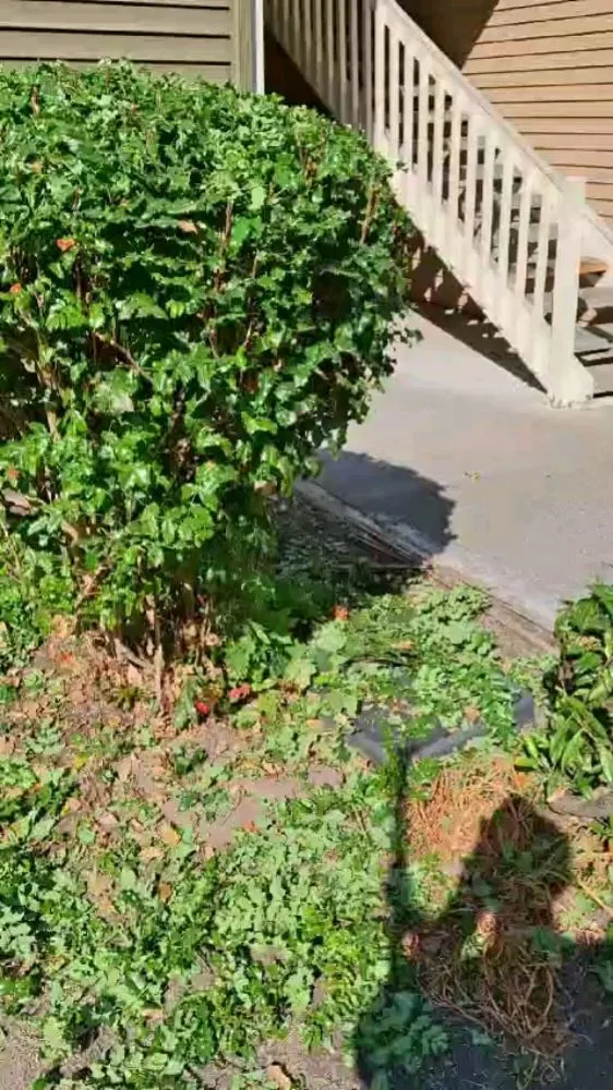 Top-rated yard cleanup service in Kent, WA - Landscape & Gardening Alcasillas Kent