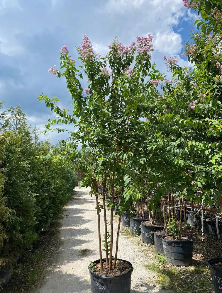 Local residential landscaping in Round Rock, TX by Landscape & Irrigation Masters