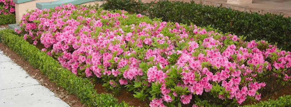 Professional yard maintenance in South Baton Rouge, LA - Landscape 180