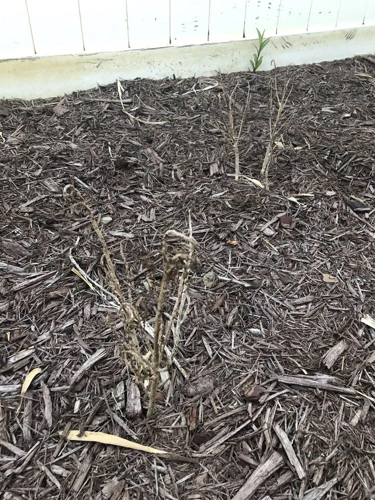 Local yard cleanup service in Bradenton, FL by Landscape 941