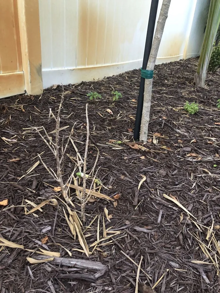 Expert outdoor landscaping for beautiful yards in Bradenton, FL by Landscape 941