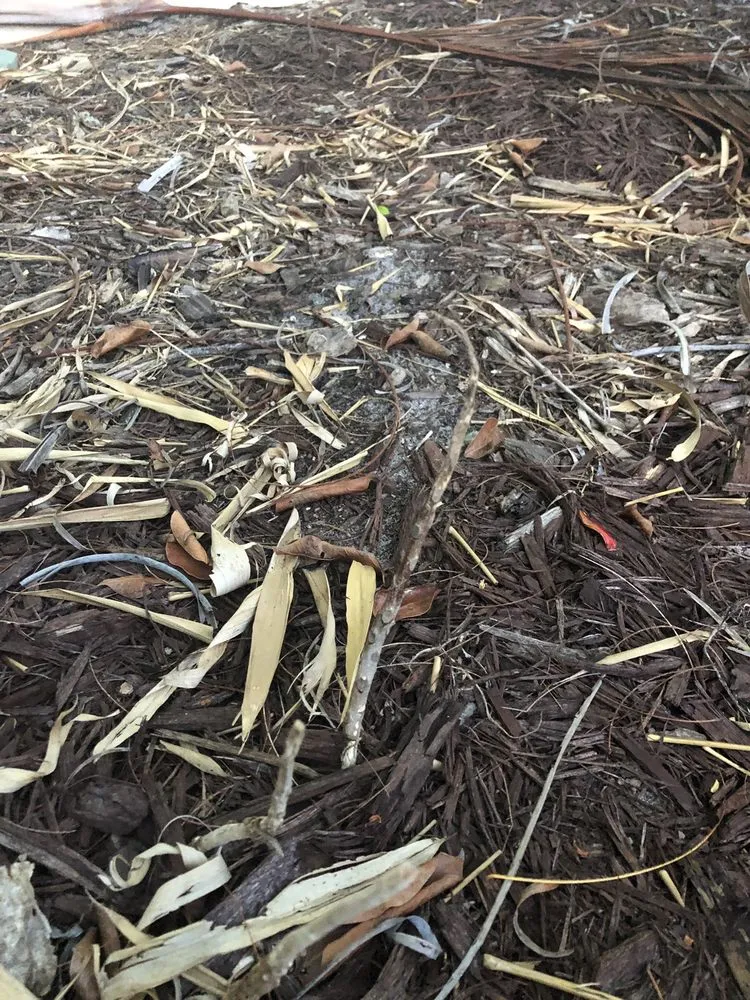 Reliable yard maintenance in Bradenton, FL - Landscape 941