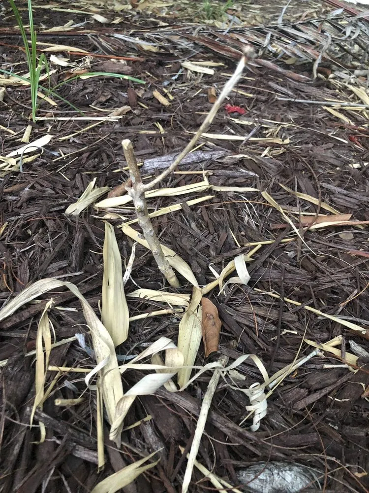 Reliable residential landscaping in Bradenton, FL - Landscape 941