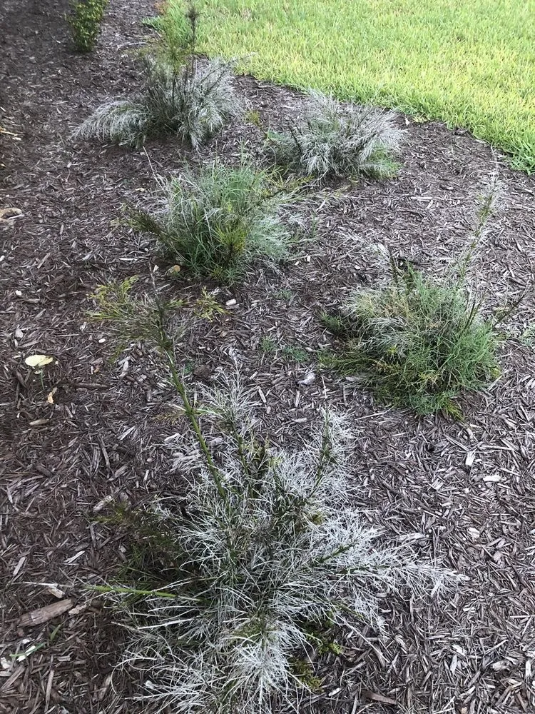 Trusted residential landscaping in Bradenton, FL - Landscape 941