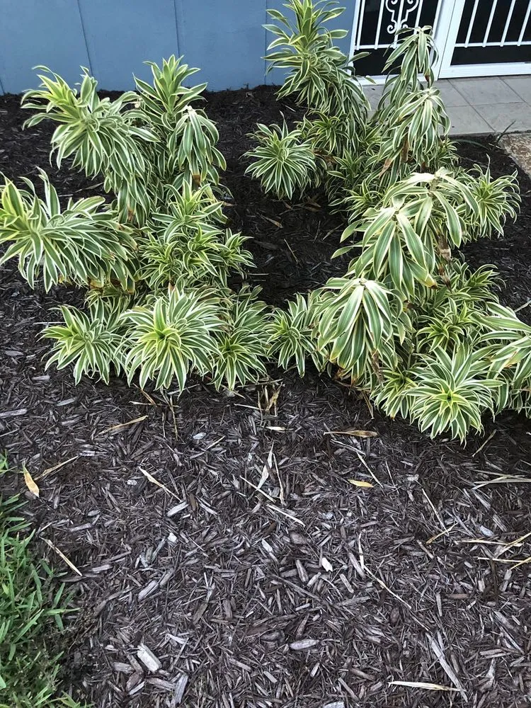 Professional residential landscaping for residential properties in Bradenton, FL by Landscape 941