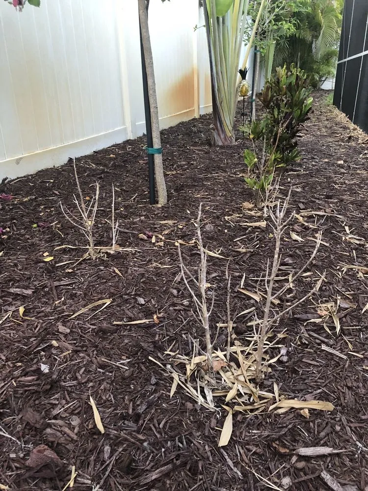 Reliable lawn mowing service in Bradenton, FL by Landscape 941