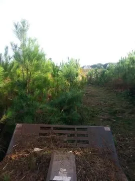 Professional lawn care service for outdoor upgrades in Laurens, SC by Landscape Accents