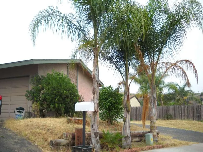 Local yard cleanup service in Escondido, CA - Landscape and Beyond