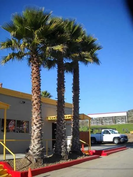 Professional residential landscaping in Escondido, CA - Landscape and Beyond