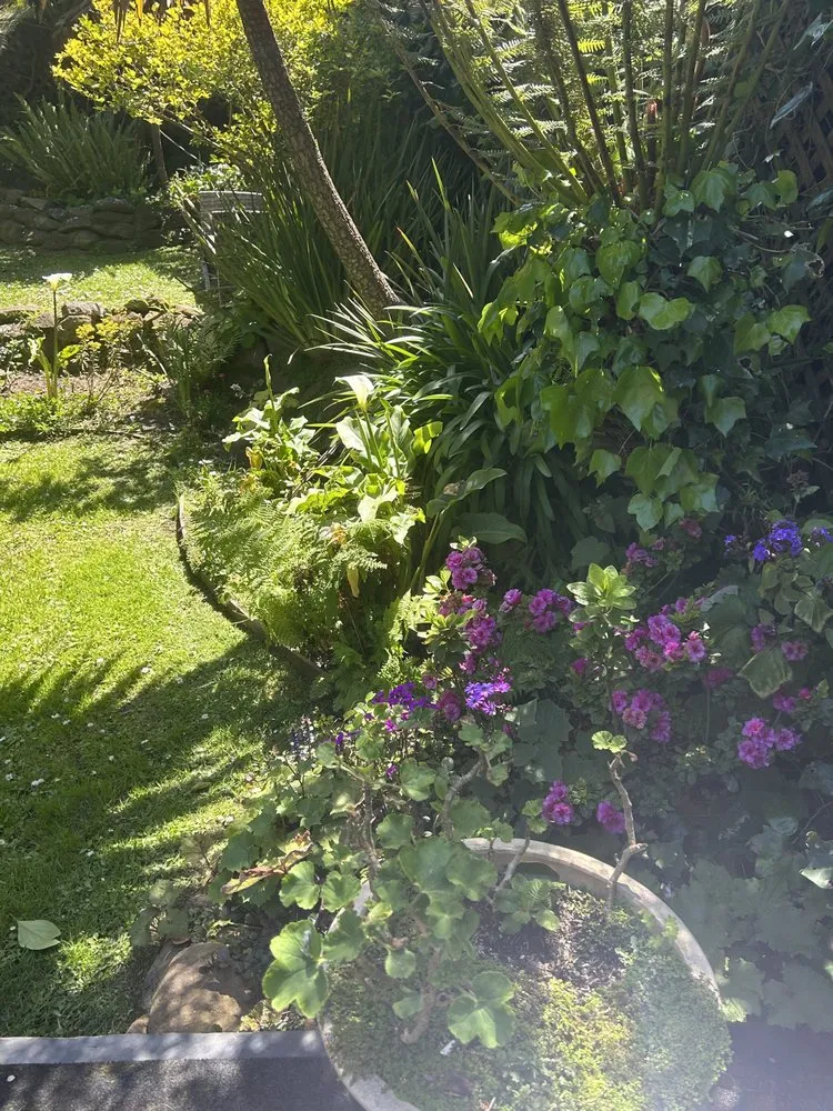 Affordable yard cleanup service in San Bruno, CA by Landscape and Construction