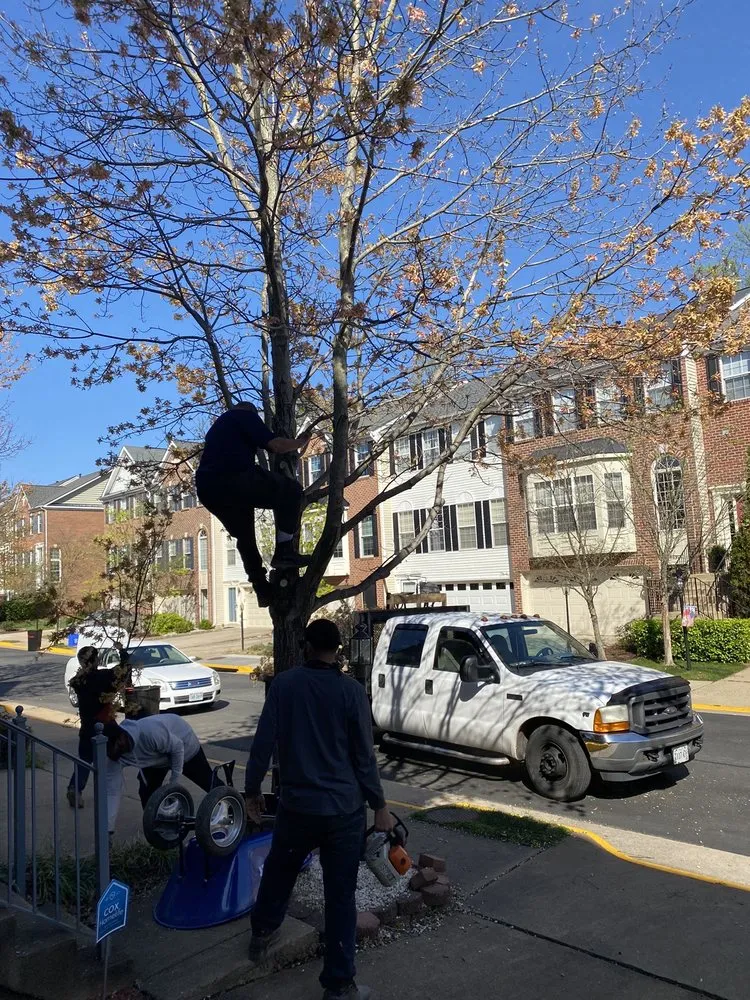 Professional outdoor landscaping in Alexandria, VA - Landscape and Drainage Services