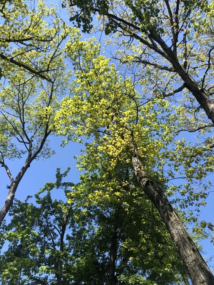 Custom residential landscaping in Alexandria, VA by Landscape and Drainage Services