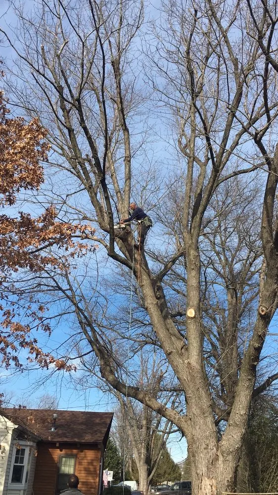 Reliable lawn care service in Alexandria, VA - Landscape and Drainage Services