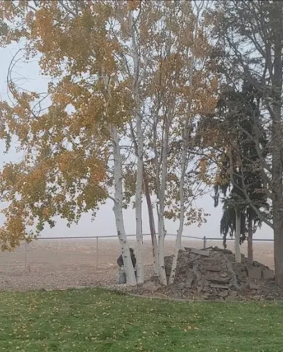 Local yard cleanup service in Kennewick, WA - Landscape And Lawn Care Unlimited Services