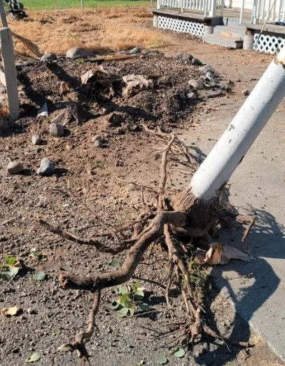 Expert yard cleanup service in Kennewick, WA - Landscape And Lawn Care Unlimited Services