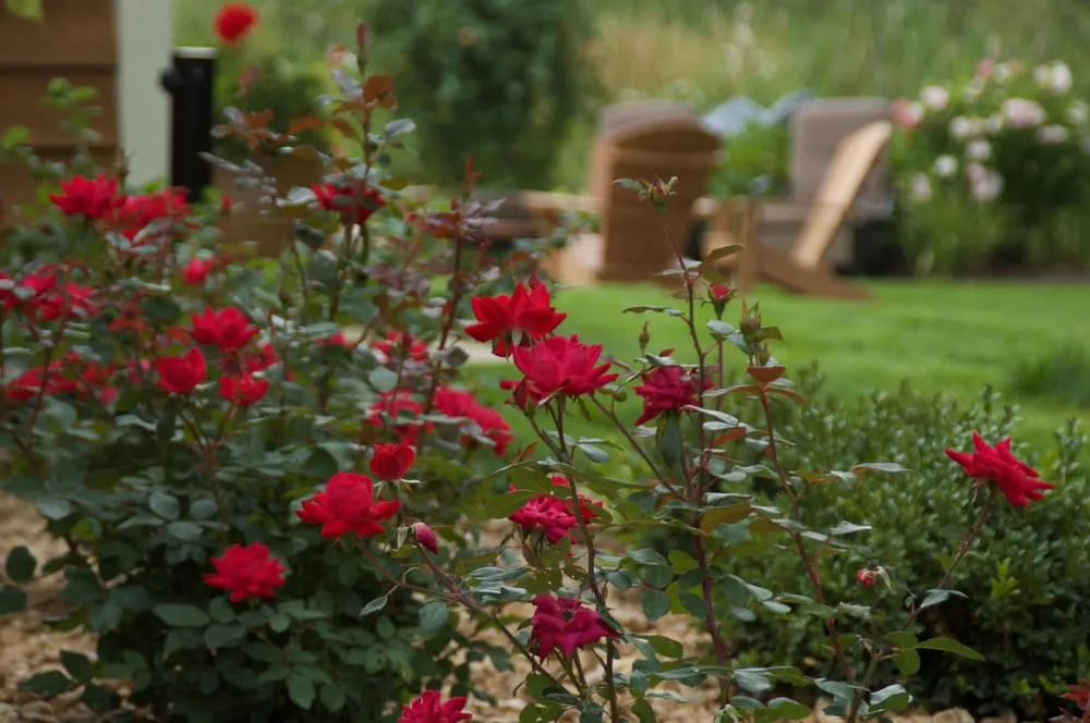 Trusted lawn mowing service in Madison, WI - Landscape Architecture