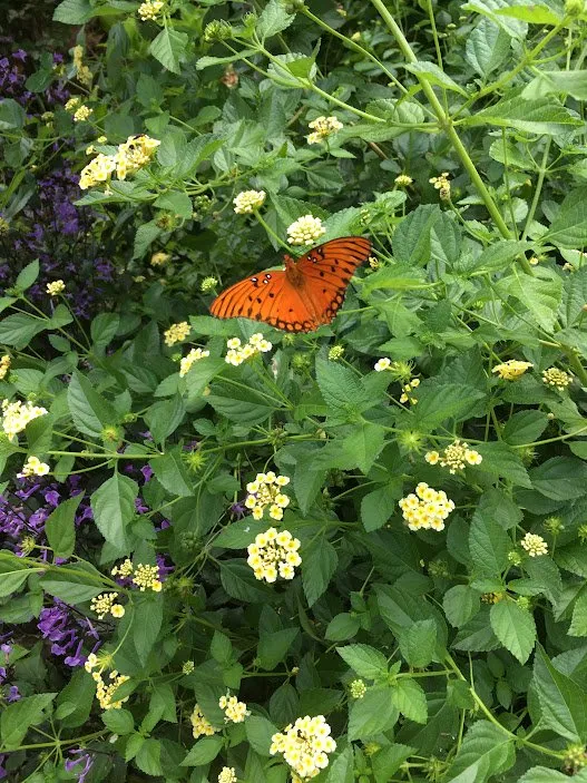 Local garden landscaping in Savannah, GA - Landscape Arts