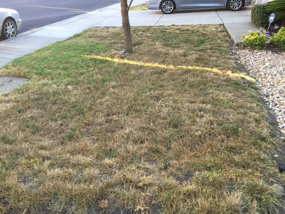 Expert yard cleanup service for outdoor upgrades across Bay Area, CA - Landscape Barbers