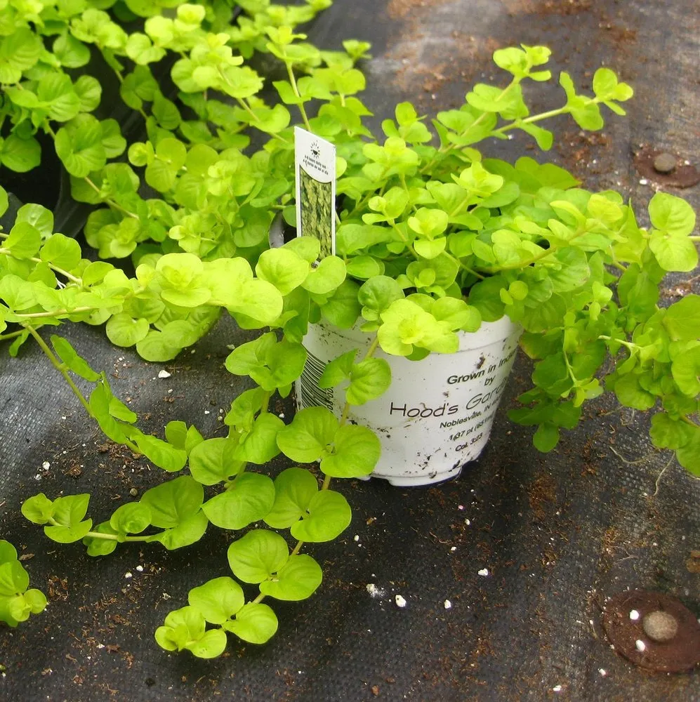 Trusted landscape design in Murfreesboro, TN - Landscape Brokers