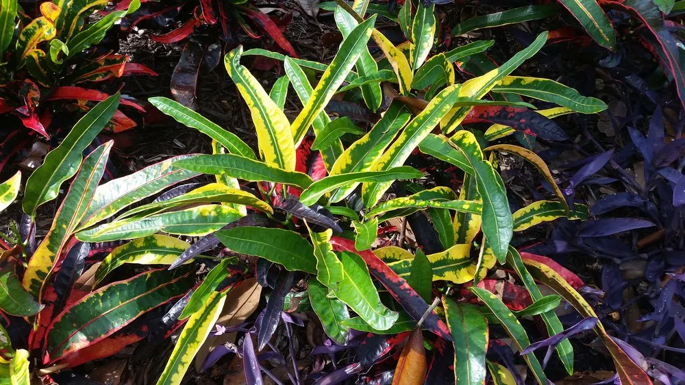 Professional residential landscaping in Clearwater, FL by Landscape By Design