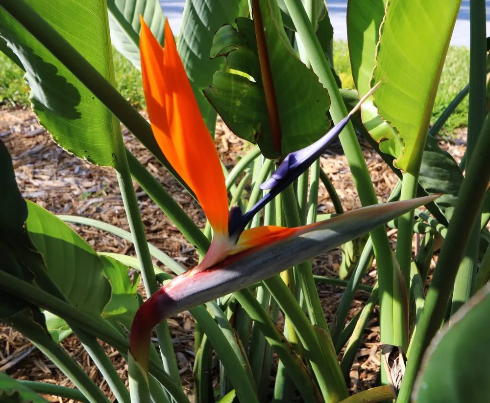 Custom garden landscaping in Palmetto, FL - Landscape By Design of Palmetto