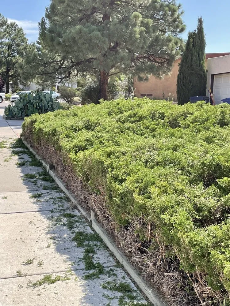 Top-rated yard cleanup service in Albuquerque, NM - Landscape By Meese