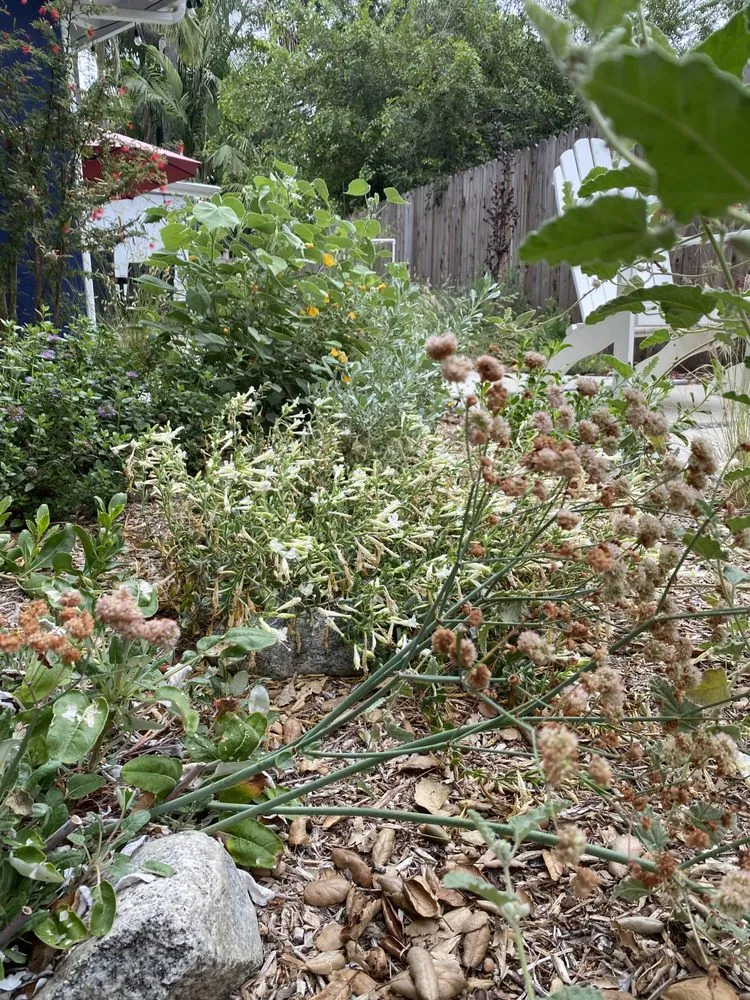 Local landscaping services in San Gabriel, CA - Landscape Californica