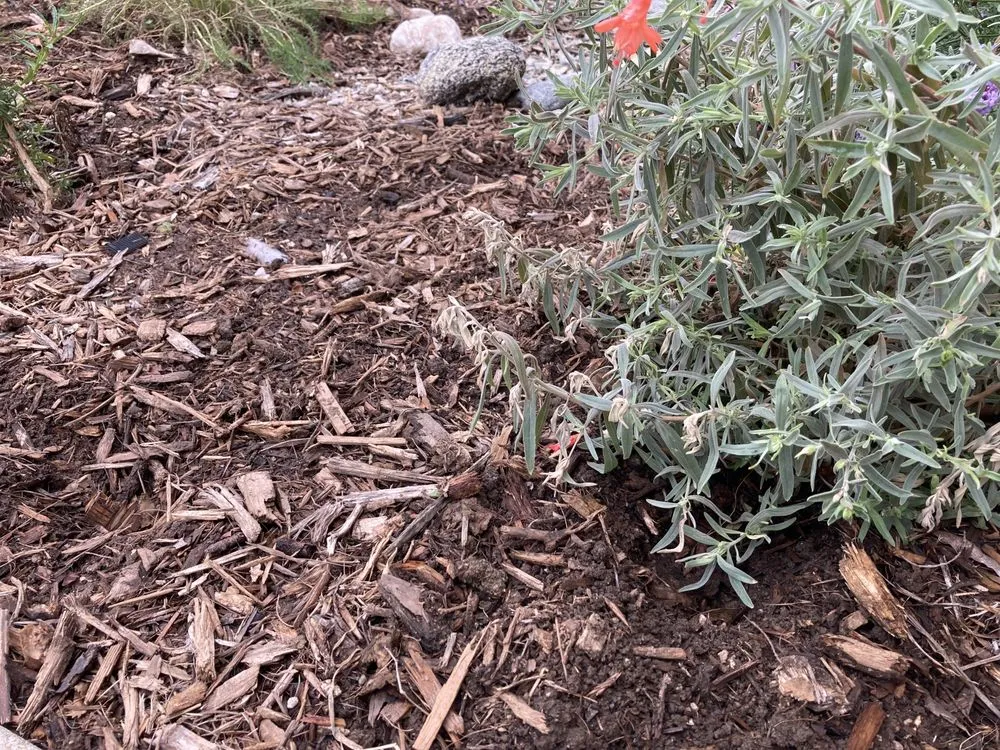 Expert residential landscaping near you in San Gabriel, CA by Landscape Californica