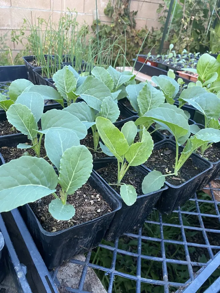 Professional lawn care service for outdoor upgrades across San Gabriel, CA - Landscape Californica