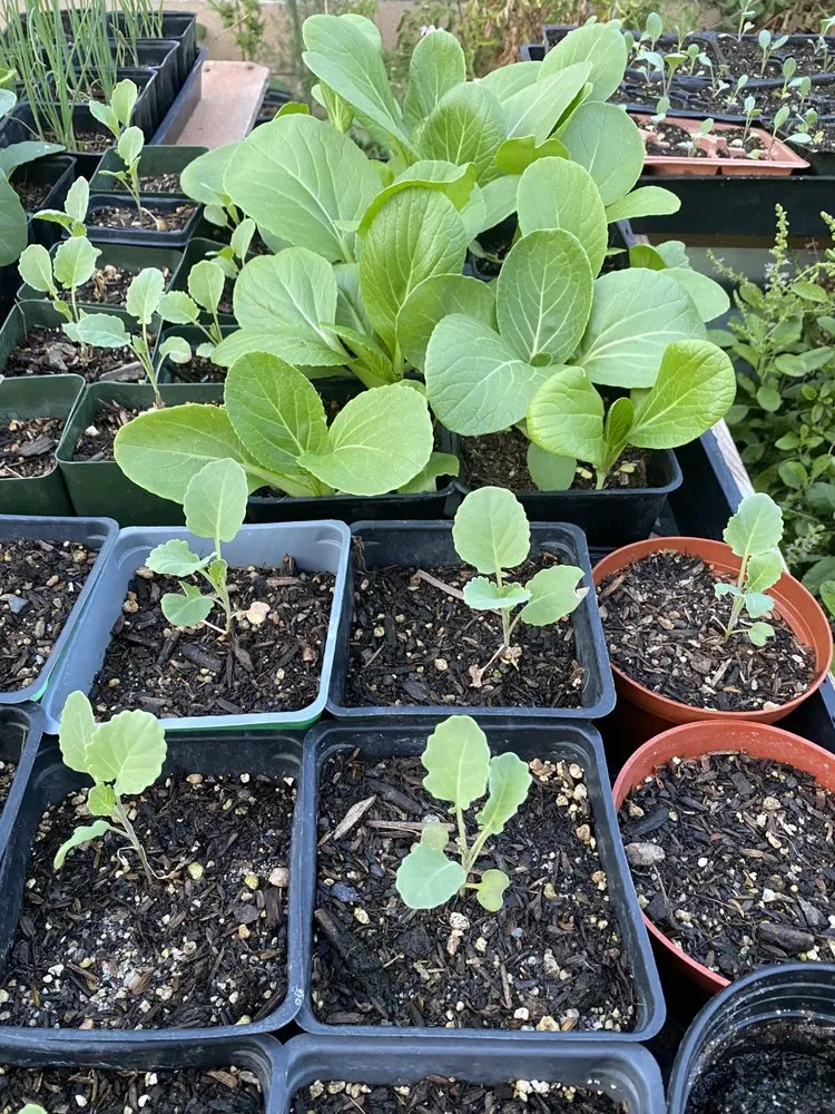 Custom yard maintenance near you in San Gabriel, CA by Landscape Californica