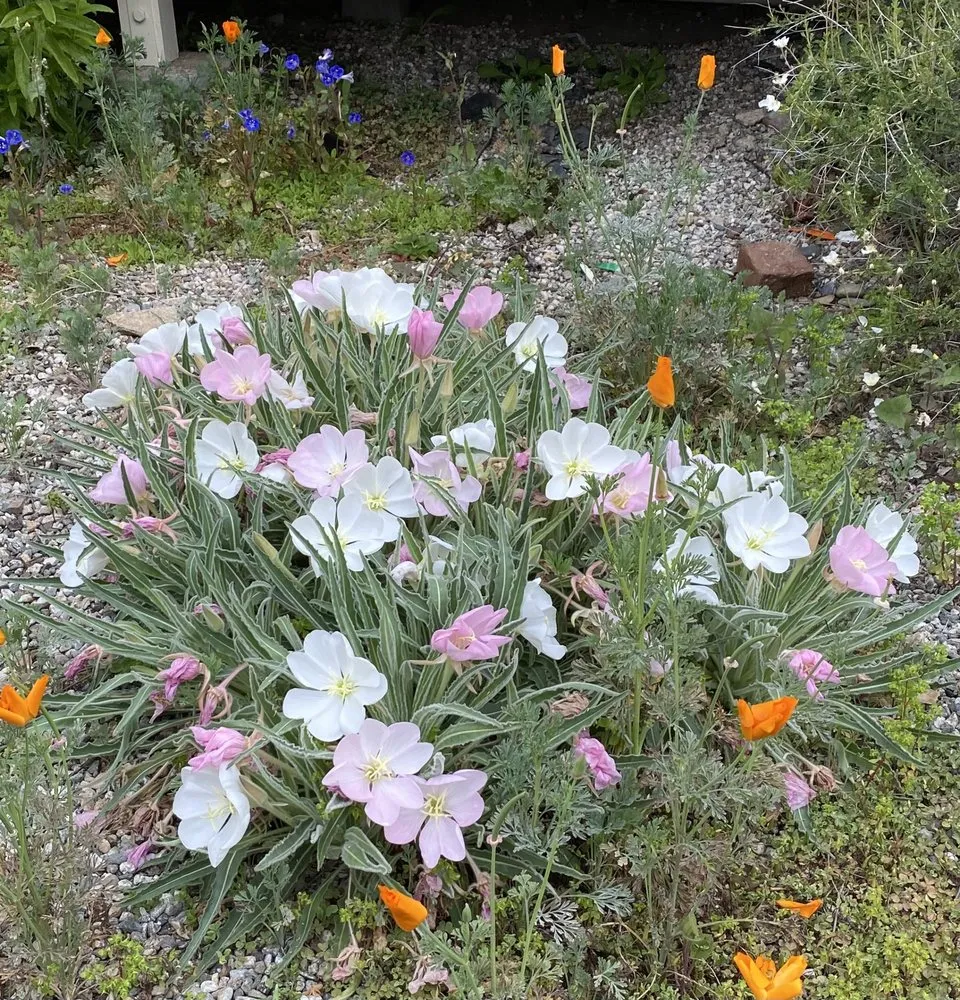 Expert garden landscaping in San Gabriel, CA - Landscape Californica