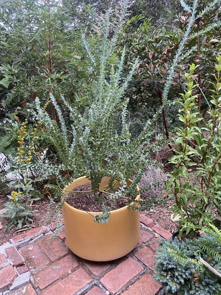 Custom residential landscaping with custom design in San Gabriel, CA by Landscape Californica