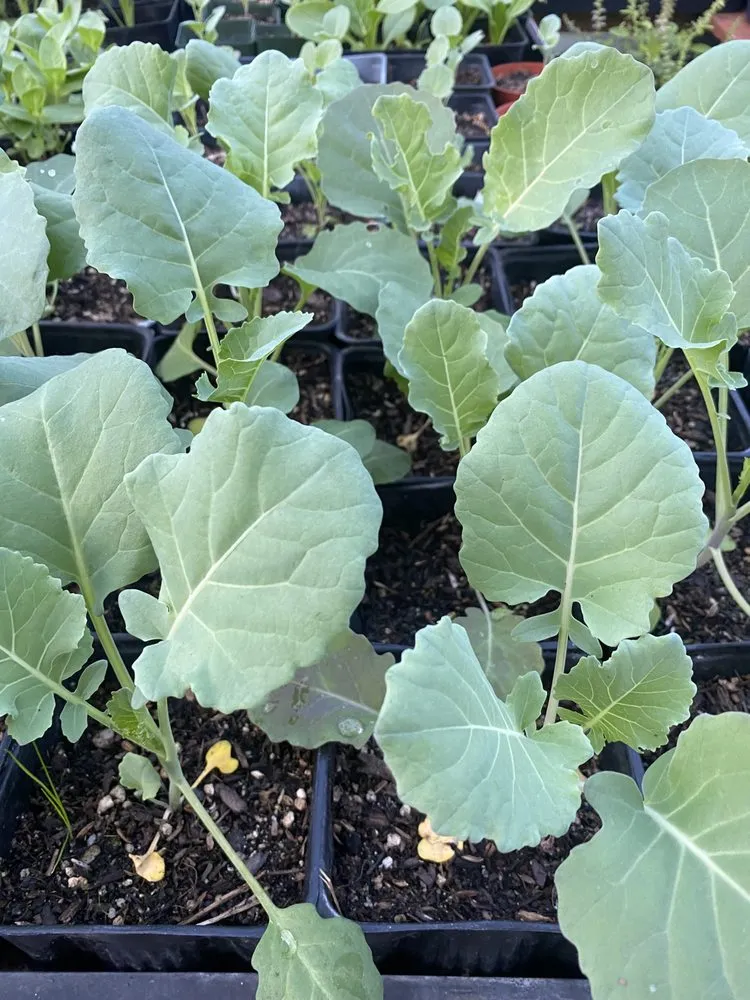 Affordable lawn mowing service in San Gabriel, CA by Landscape Californica