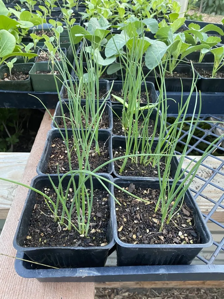 Affordable lawn care service in San Gabriel, CA by Landscape Californica