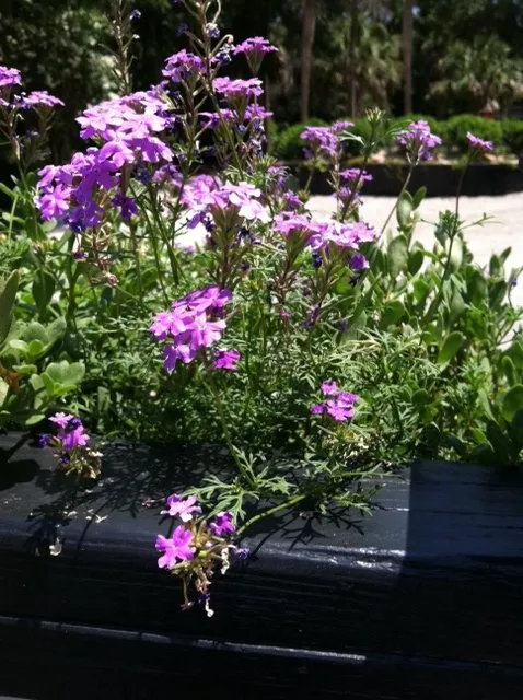 Reliable yard cleanup service in Lancaster, SC - Landscape Carolina