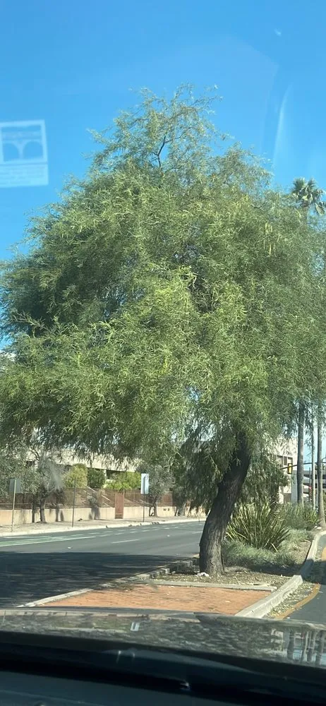 Local outdoor landscaping in Tucson, AZ by Landscape Clean