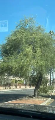 Landscape Clean Logo