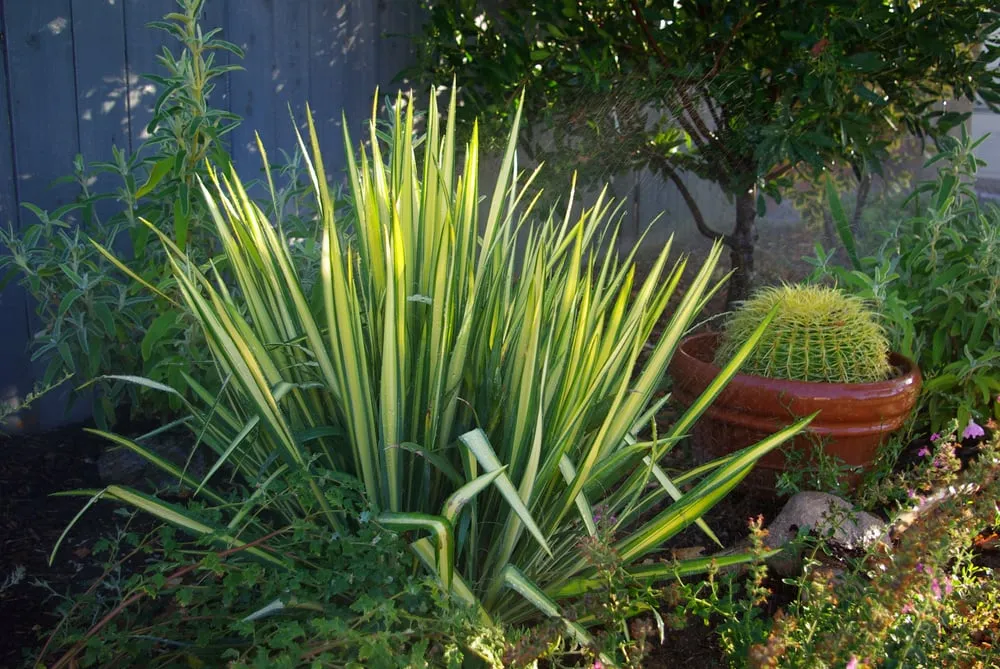 Top-rated outdoor landscaping for beautiful yards across Castaic, CA - Landscape Cleaner