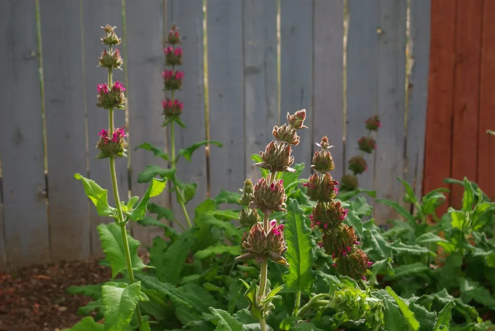 Trusted lawn care service experts serving Castaic, CA - Landscape Cleaner