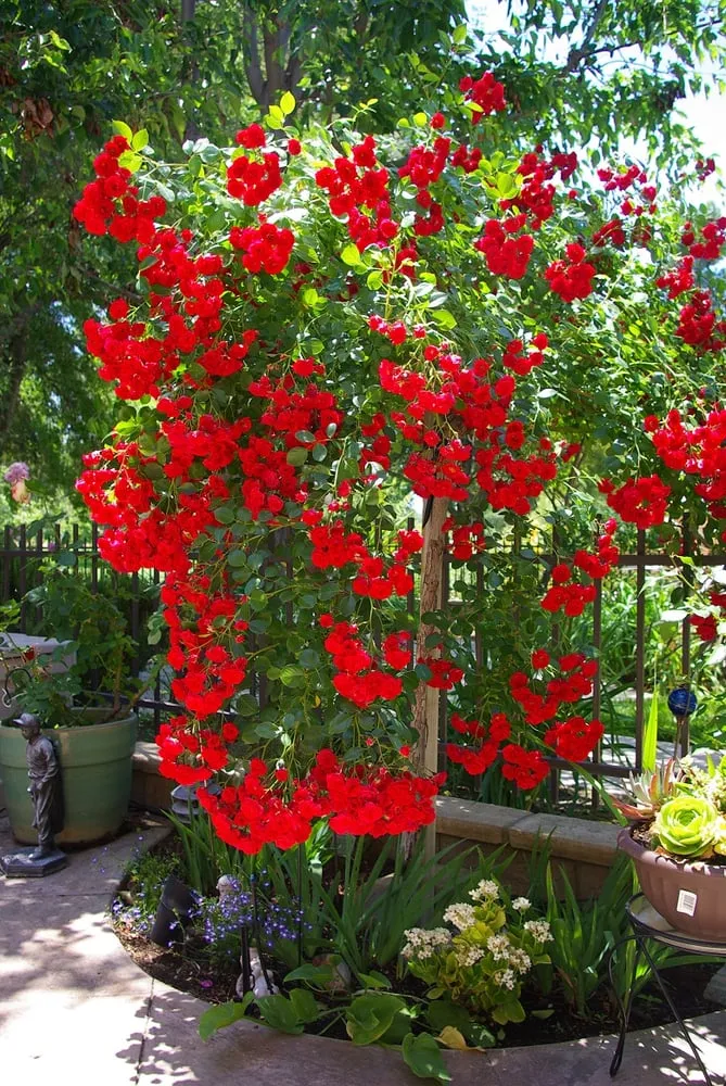 Top-rated yard maintenance experts serving Castaic, CA - Landscape Cleaner