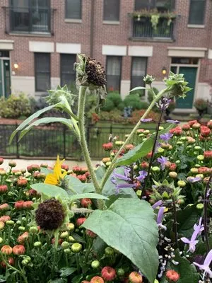 Landscape Concepts Management - Chicago Logo