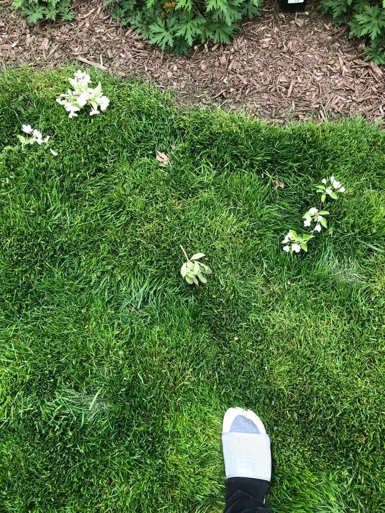 Affordable yard maintenance for homes across Grayslake, IL - Landscape Concepts Management