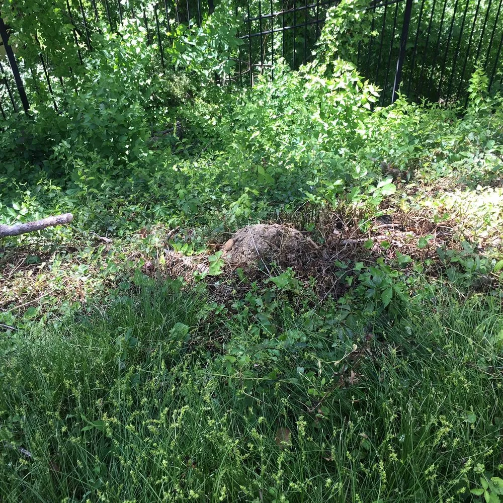 Custom lawn care service for year-round maintenance across Springfield, VA - Landscape Construction Services