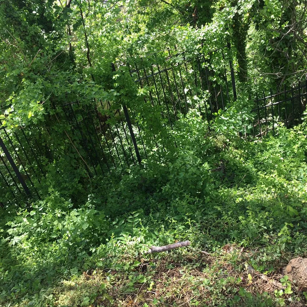 Local outdoor landscaping near you in Springfield, VA by Landscape Construction Services