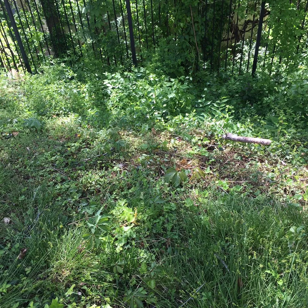 Custom landscape design experts serving Springfield, VA - Landscape Construction Services