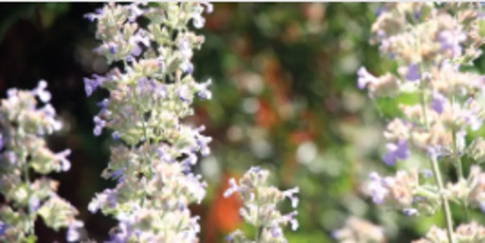 Affordable landscaping services for outdoor upgrades in New Cambria, KS by Landscape Consultants